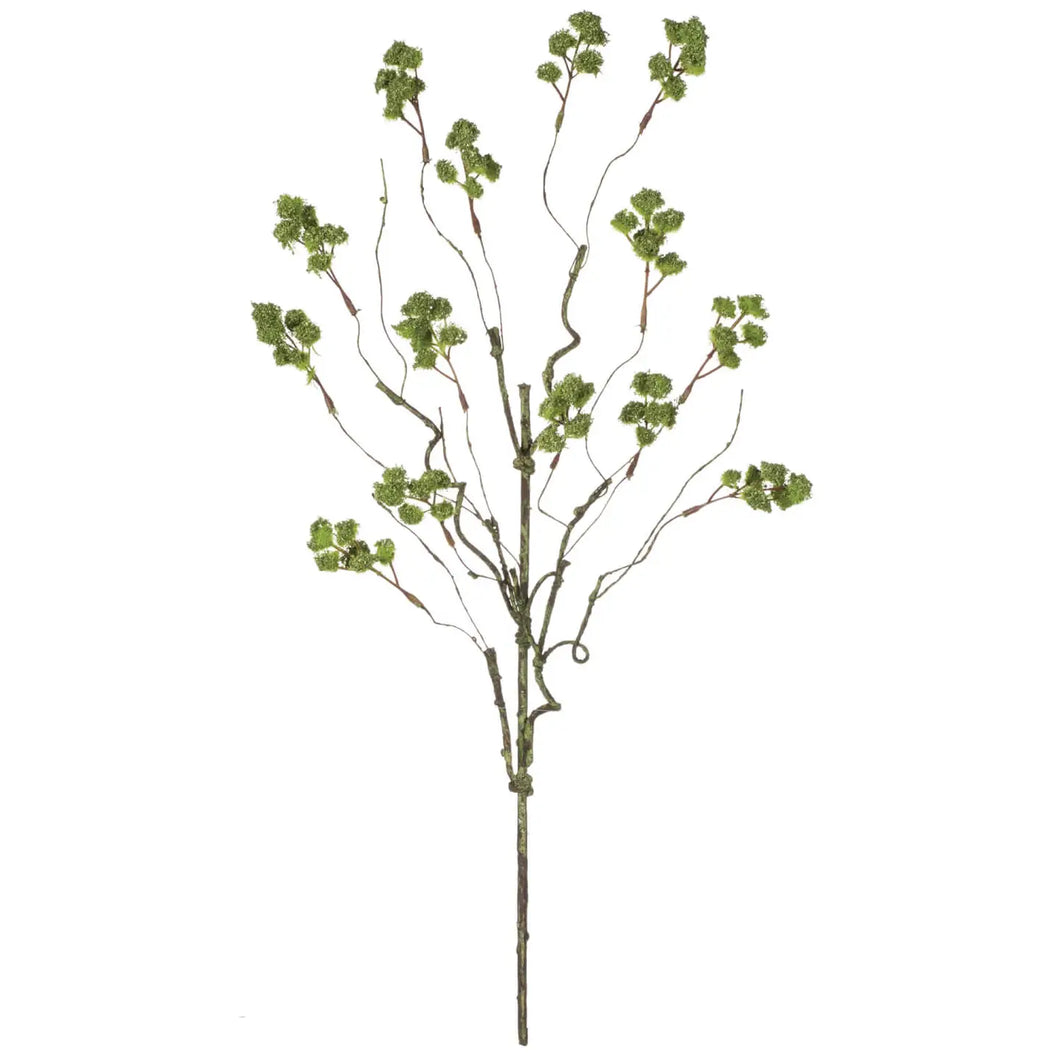 Irish Moss Spray