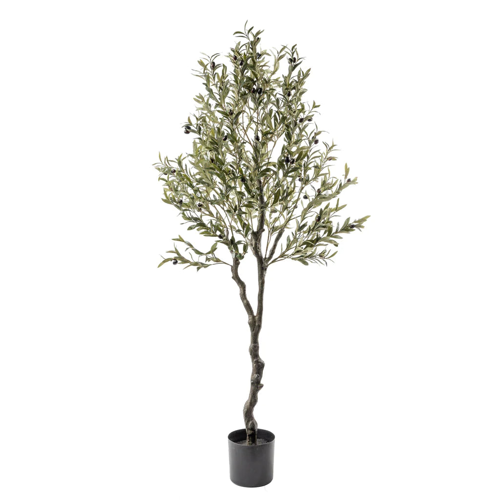 6’ Olive Tree