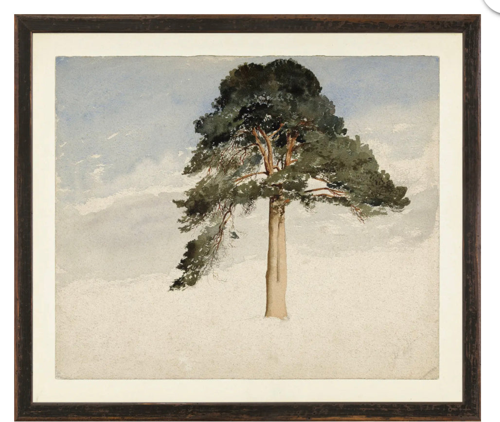 Scottish Fir Tree, 1849