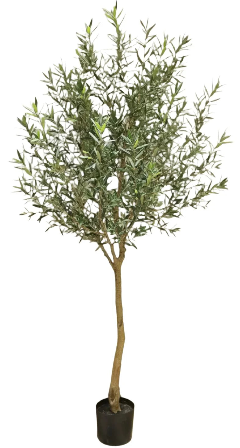 8’ Olive Tree-Local Pickup Only