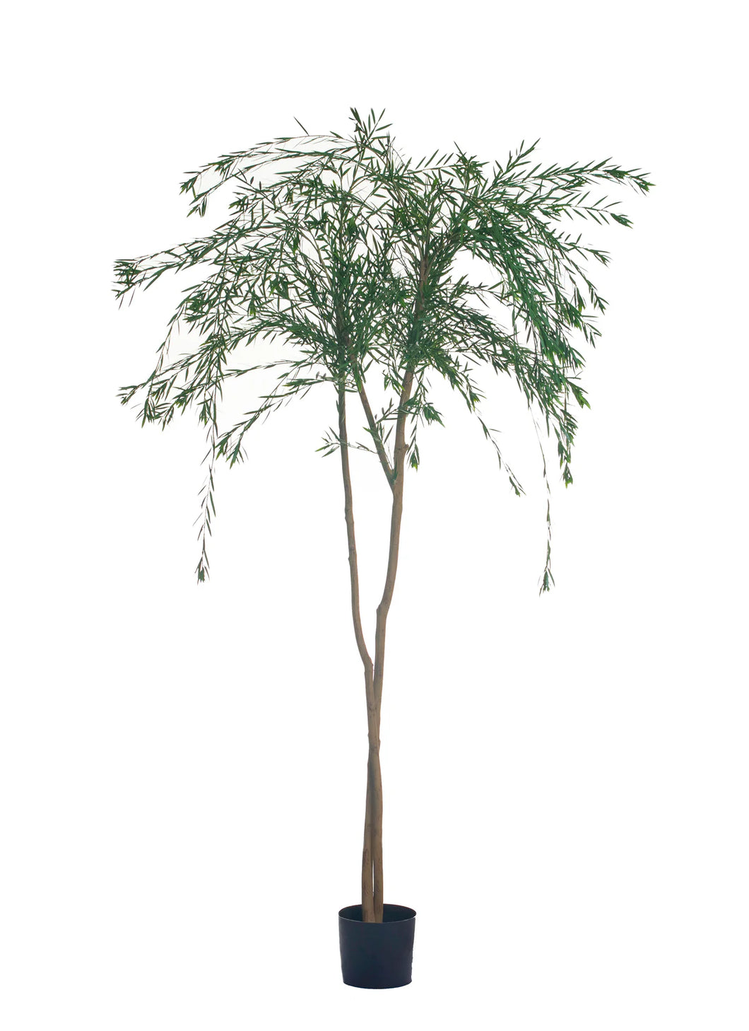 Pine Fern Tree- 8’