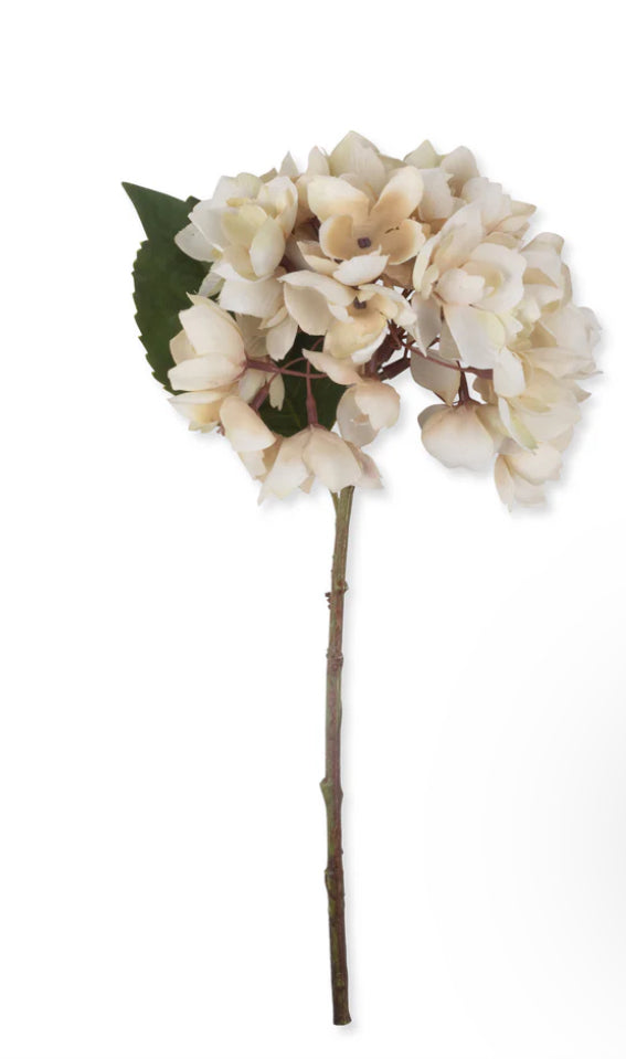 Morning Mist Hydrangea