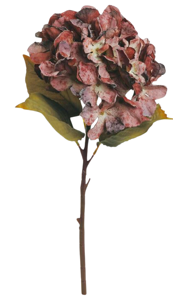 Dried Garden Hydrangea-Burgundy