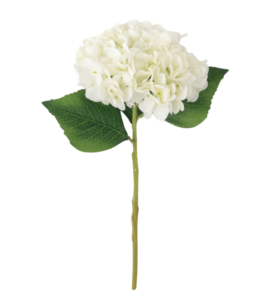 White Hydrangea Stem