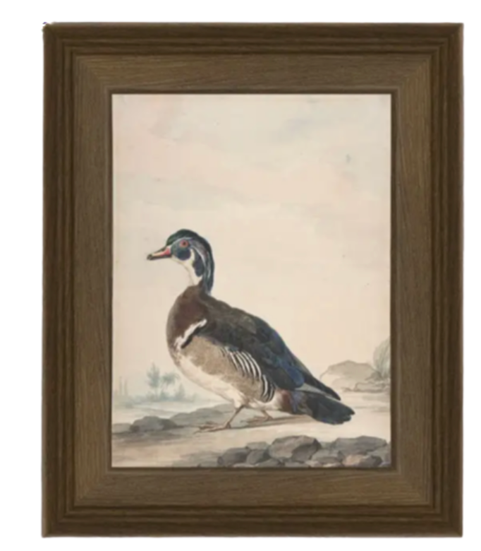 A Duck