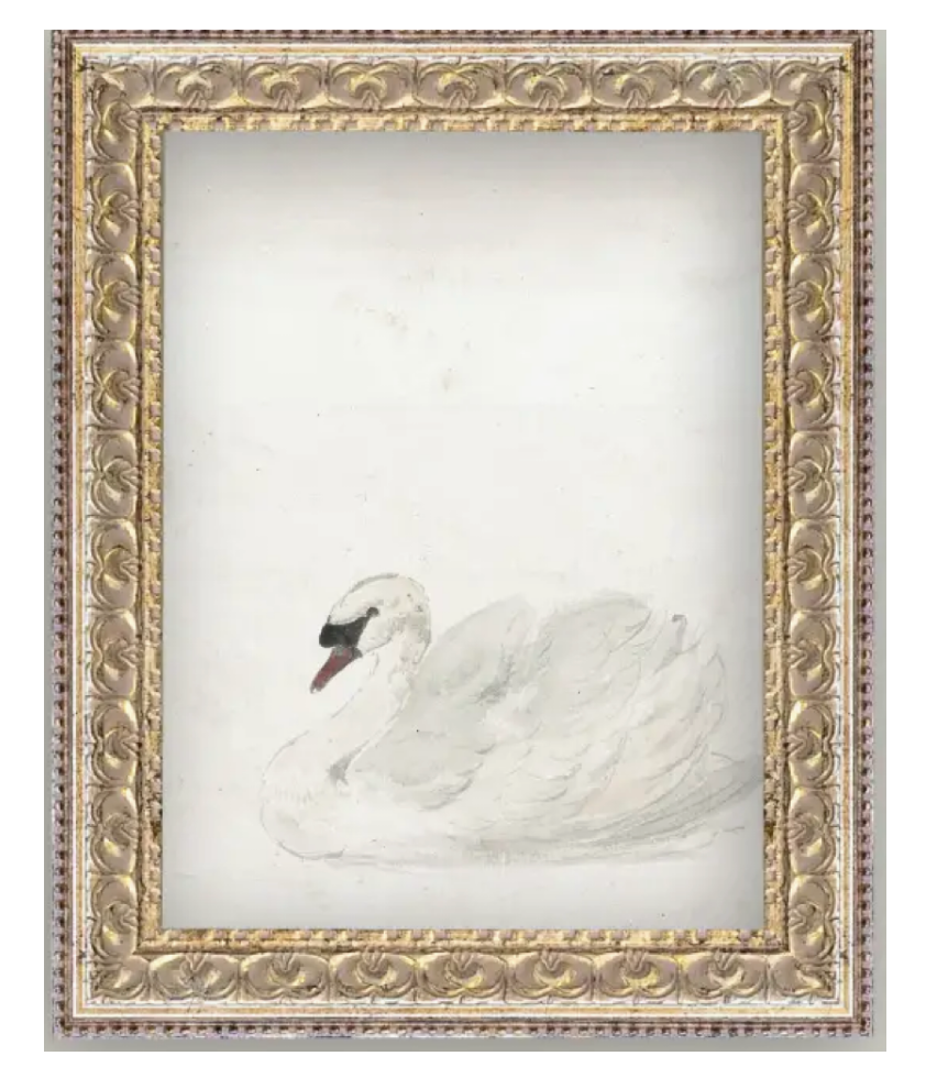 Swan Framed Art