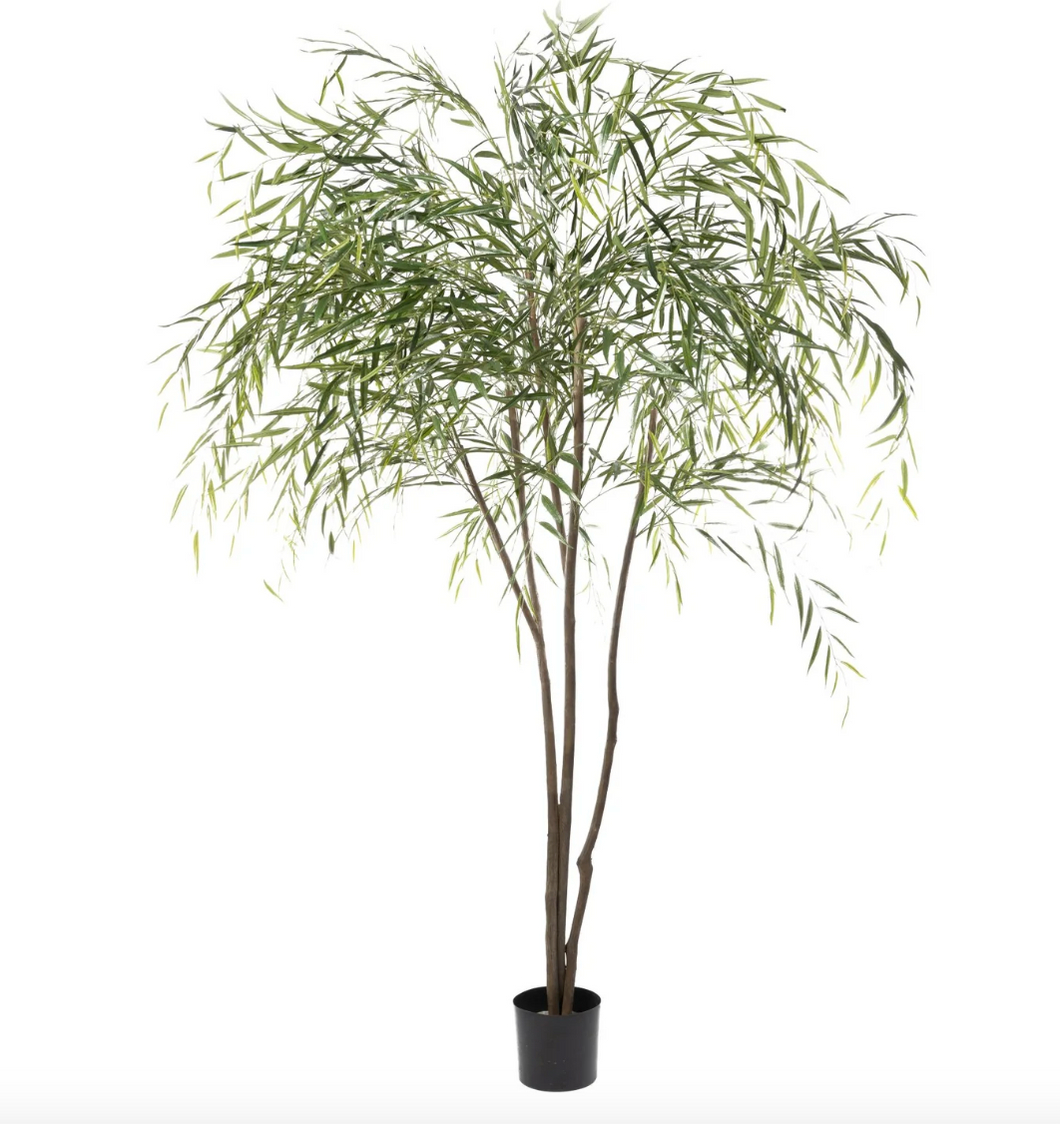 8' Weeping Willow Tree