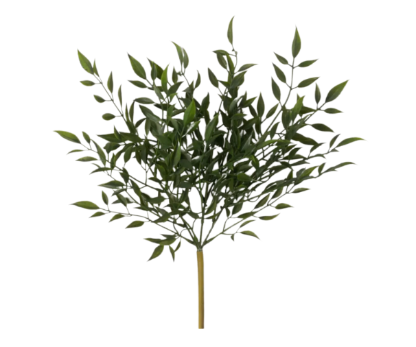 Ruscus Bush