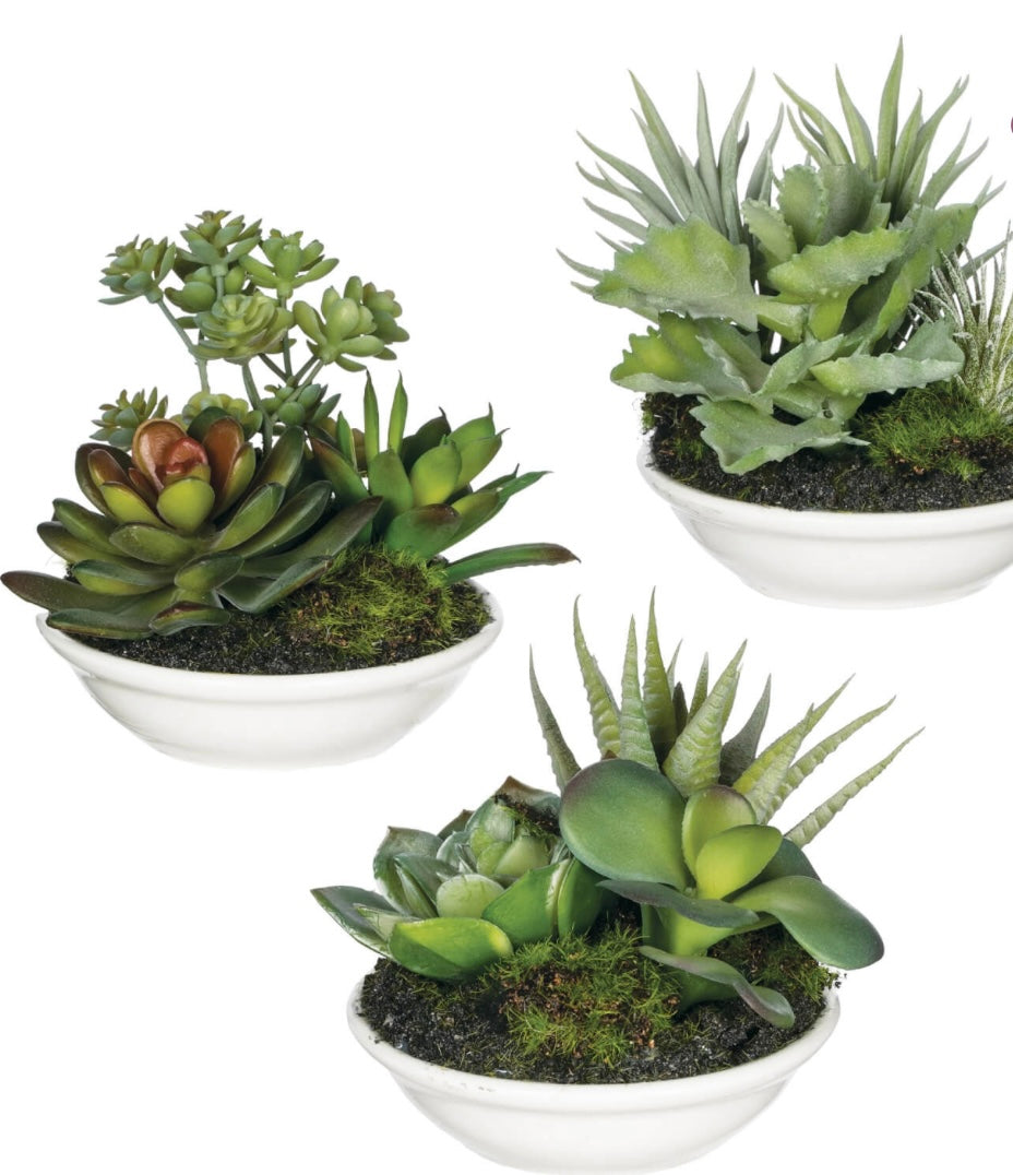 Potted Succulent-3 styles