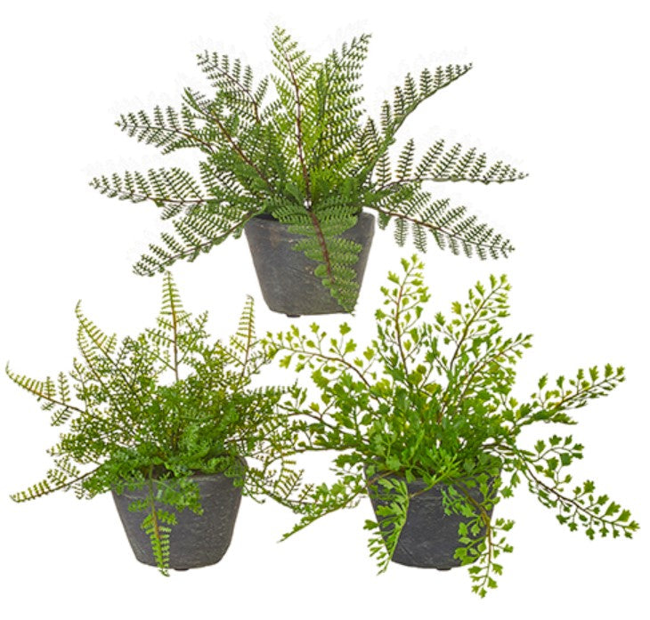 Potted Fern (3 styles)